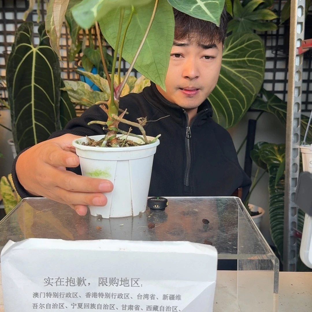 完全开放南美黑水晶L157