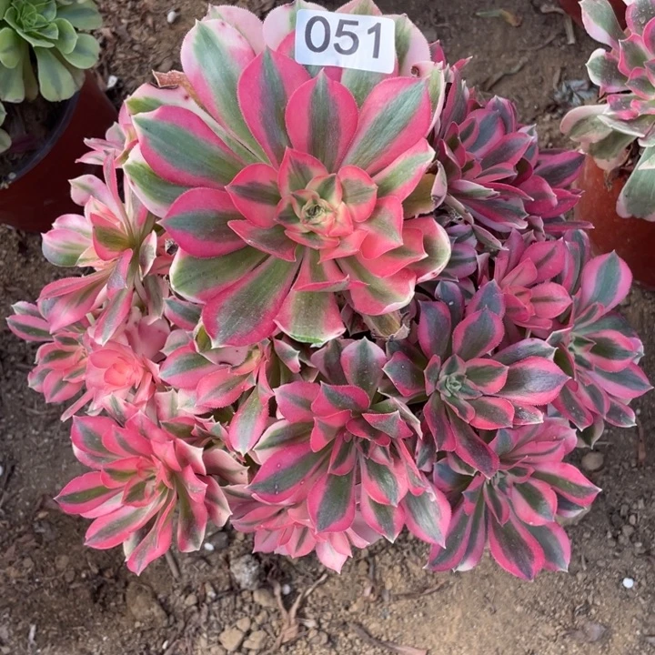 刘***苏无花朵051多肉粉女巫