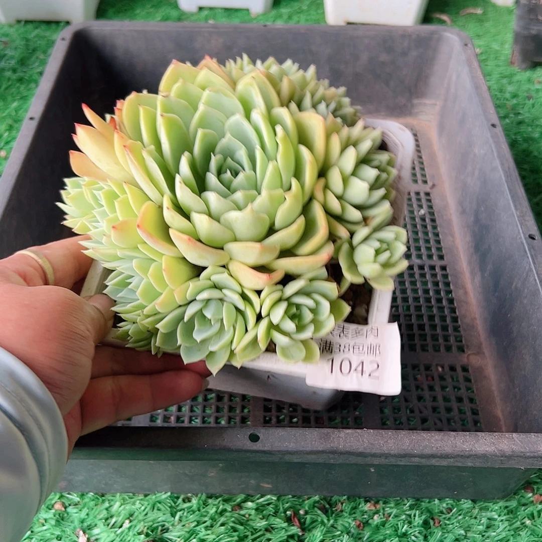 多肉一物一拍植物1042