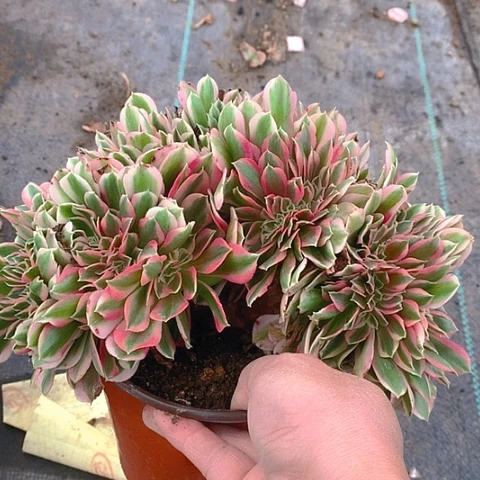 793粉女巫缀化多肉植物