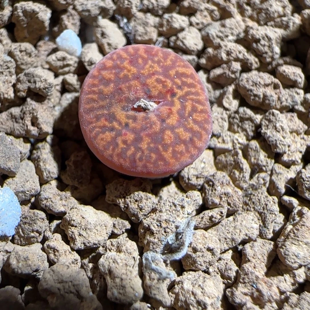 肉锥多肉植物组合-朱雀926