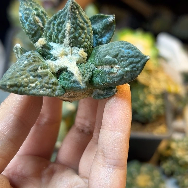 晚26号自根哥怒5.9公分