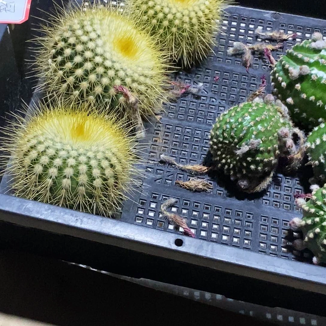 金冠侧芽歪20包邮/6公分