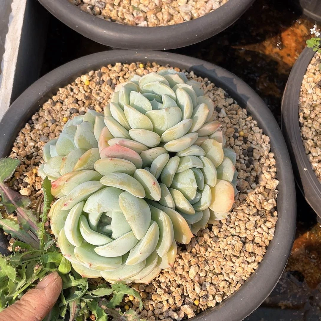 敬*多肉植物一物一拍