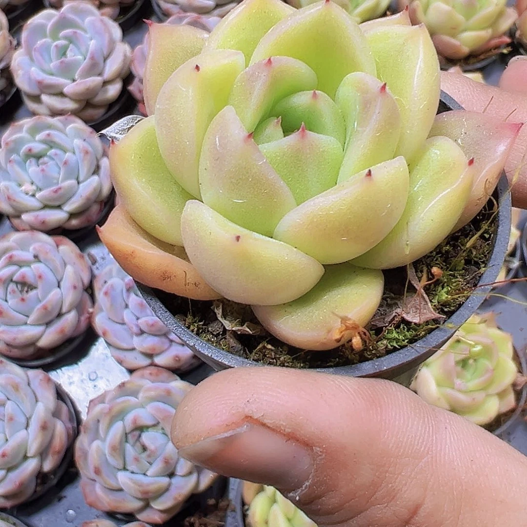 珍妮3号带盆带土19包邮