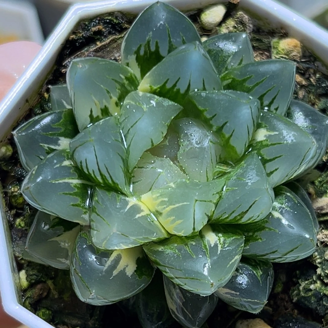 恭喜发财大吉大利0174北极之光