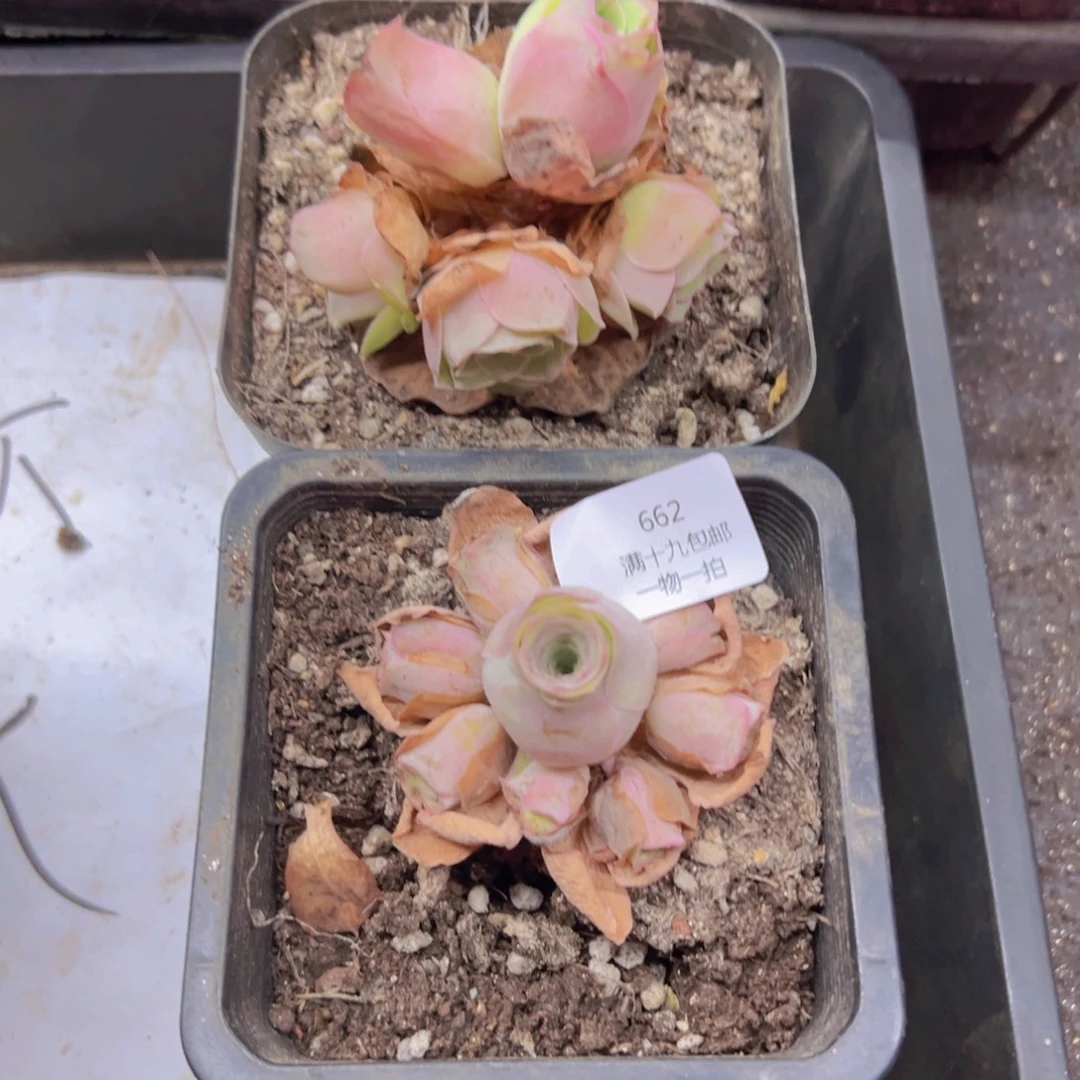 662 侧牙掉了不包损无售后