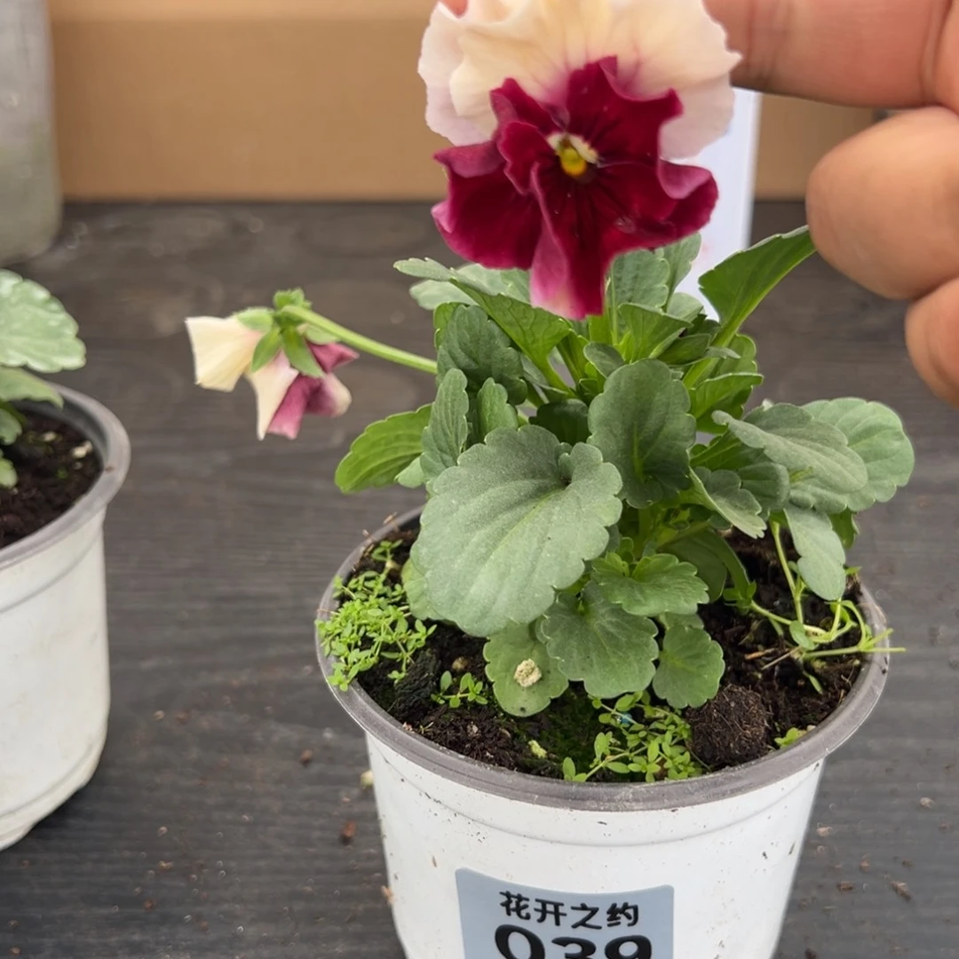 【闪购商品】完全开放039号