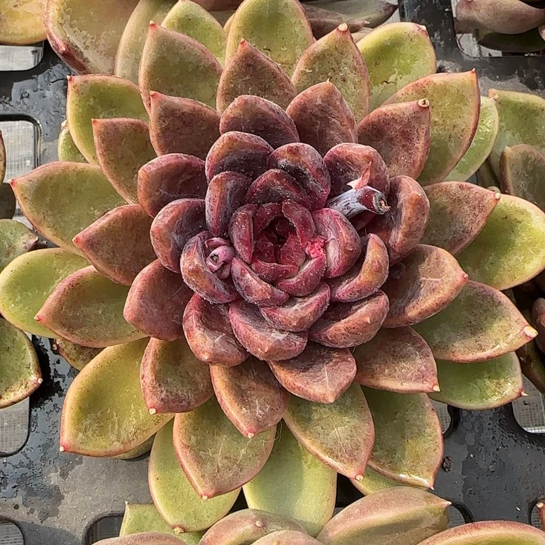 从前慢花园精选0130-宝格丽玫瑰