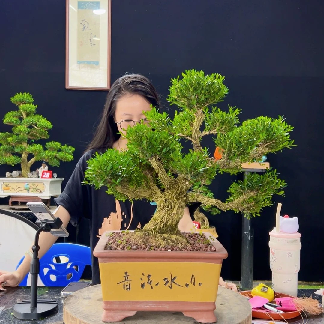 无花朵黄杨盆景四季常青