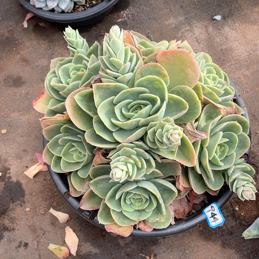 944星娜塔 一物一拍多肉