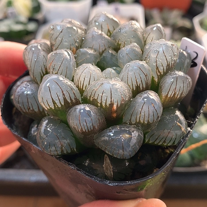 13号冰灯玉露满18包邮