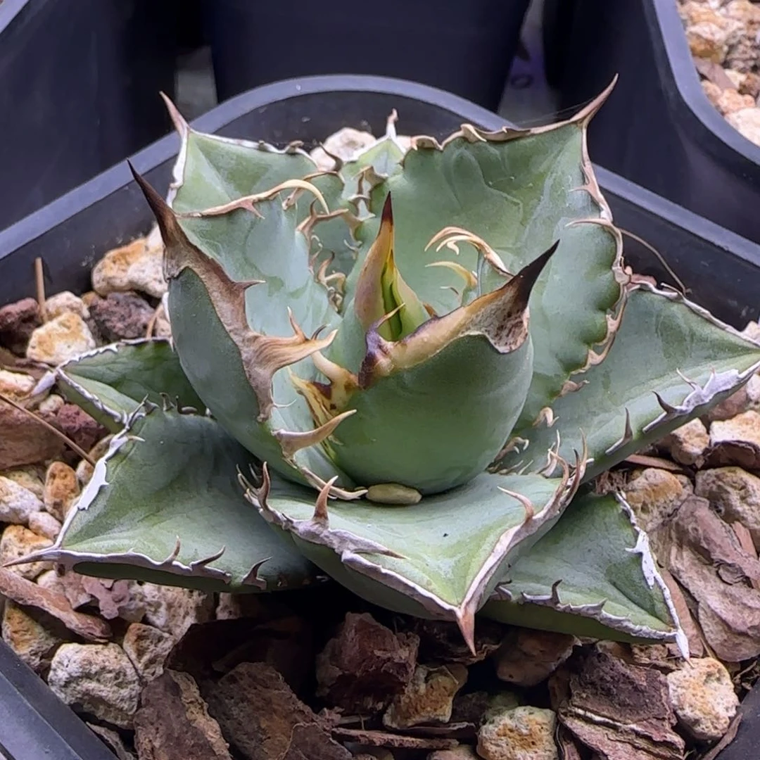 黑**X实生啦啦啦啦啦啦啦啦