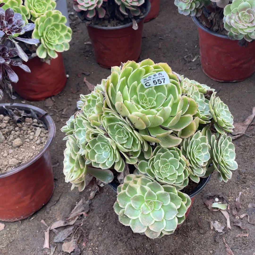 557粉花妖多肉法师断枝不包