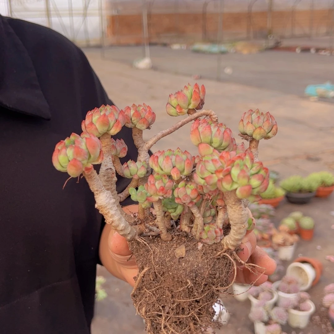 蓝苹果整装整群一盆