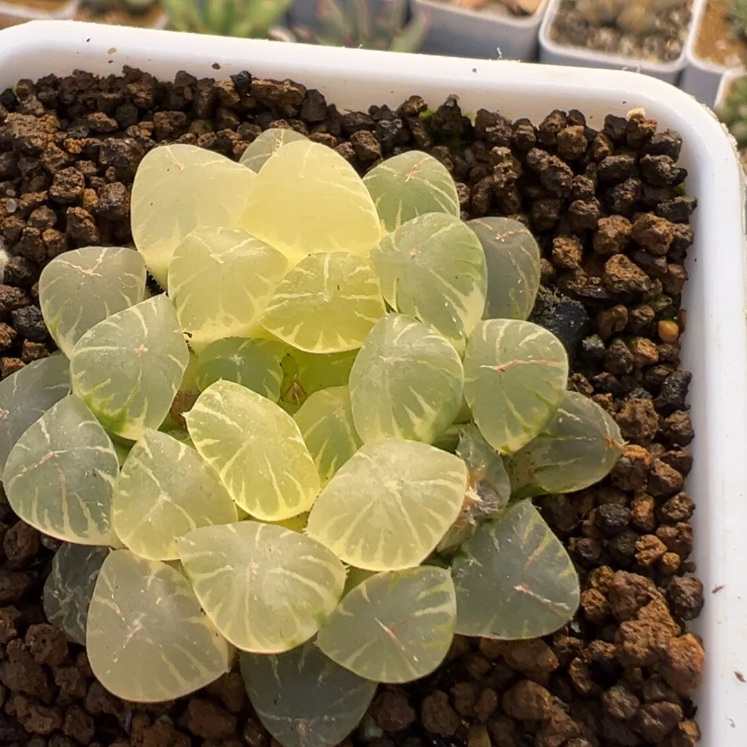 209多肉植物百科植物