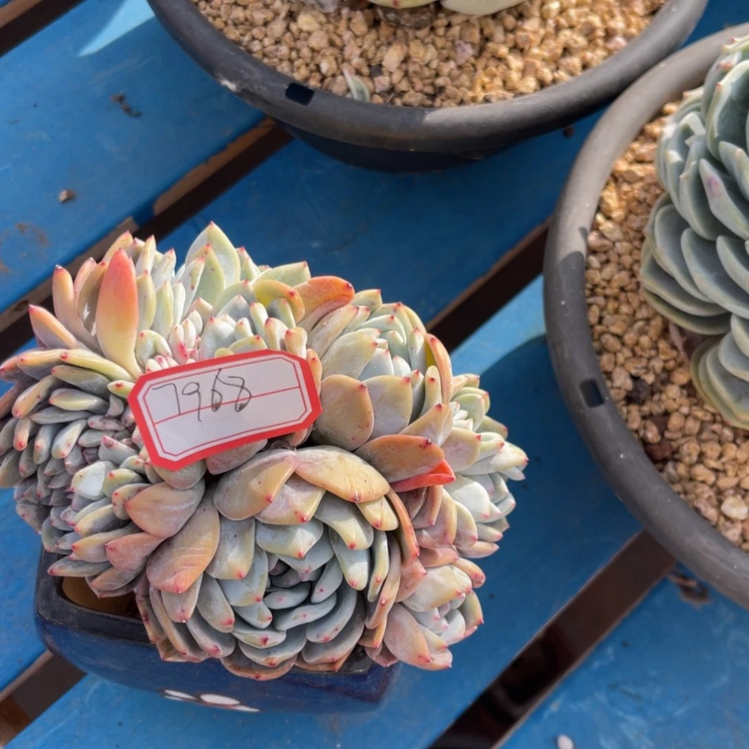 用****31111111111111