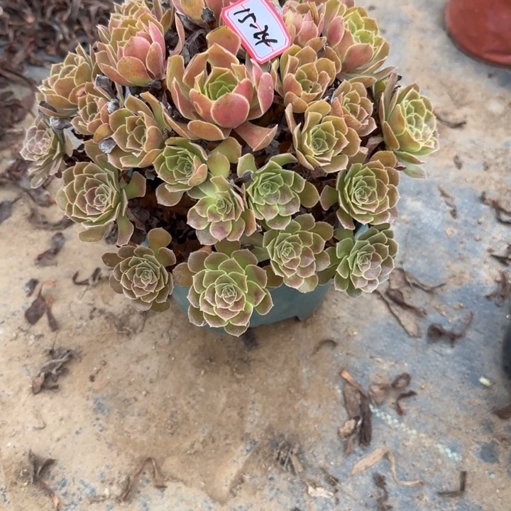 15-24荷兰不包售后