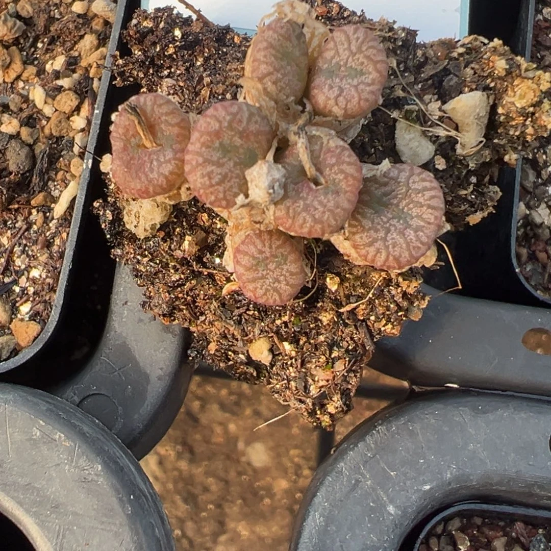 佛***怀15-164肉锥多肉植物