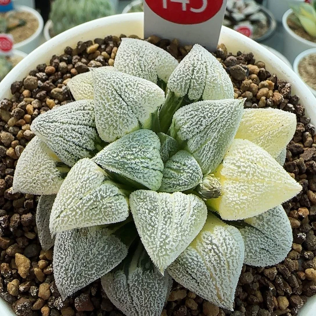 145号荻原磨面锦6.8左右一物一拍带盆土