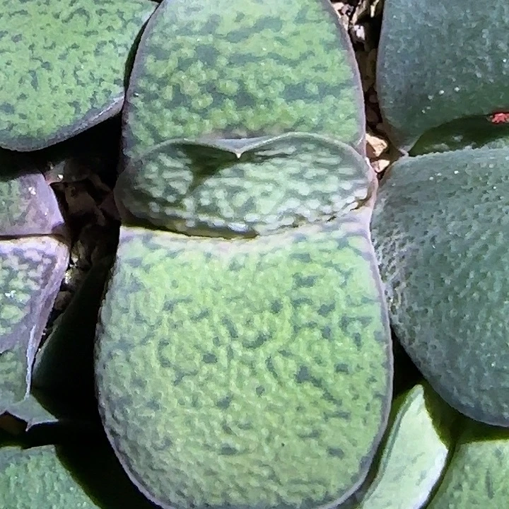 霸王龙凸白釉实生苗