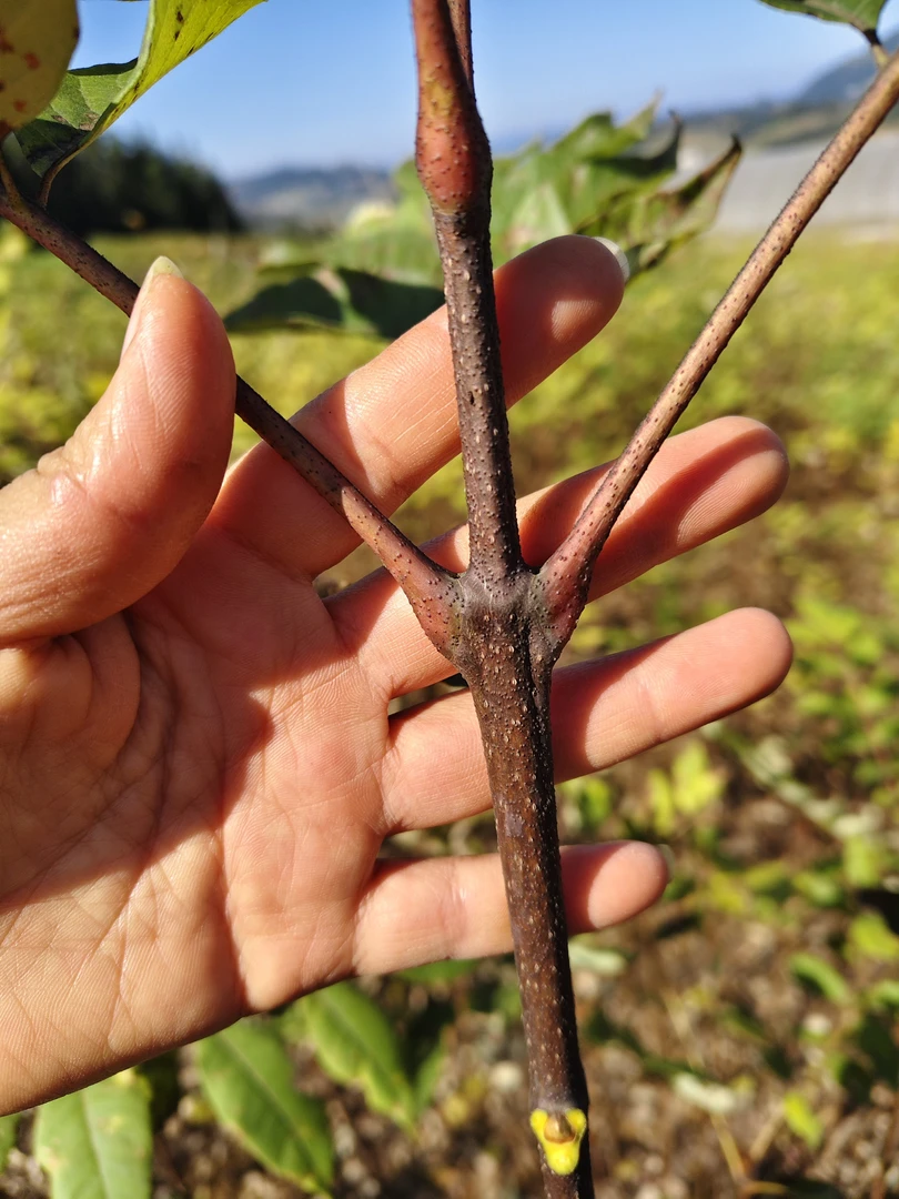 黄柏苗小苗带根根系发达品质优良