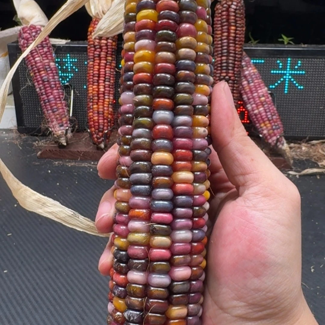 纪****柏香籽/百香籽吊坠