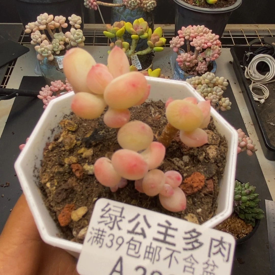289苹果奶二代多肉4c m