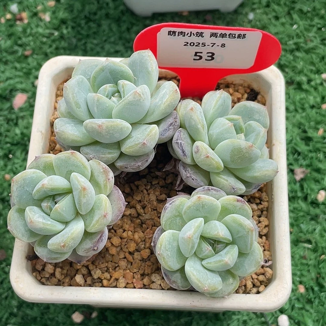 想***汁萌肉小筑0708-53珍妮