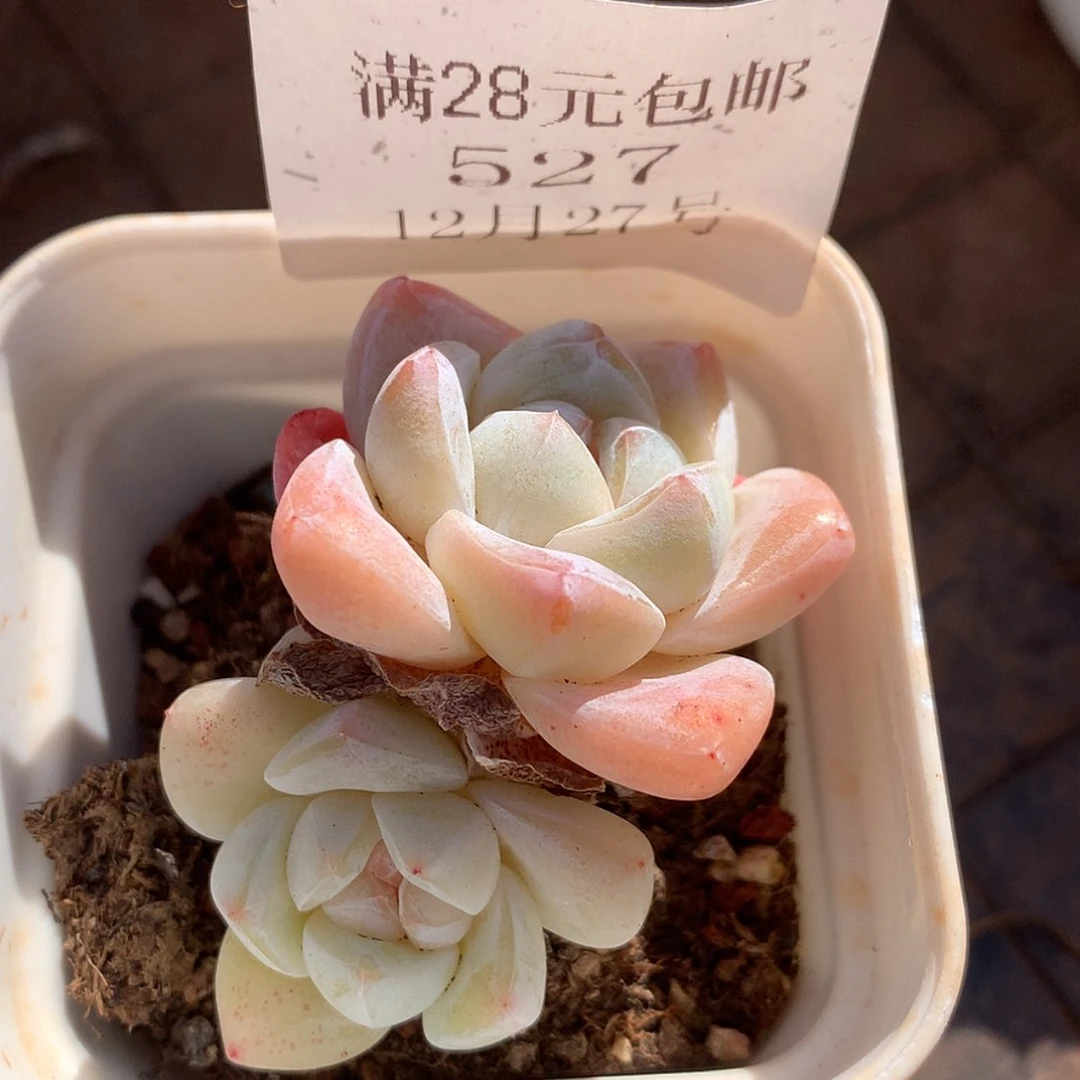 【闪购商品】云527号奶油冰玉