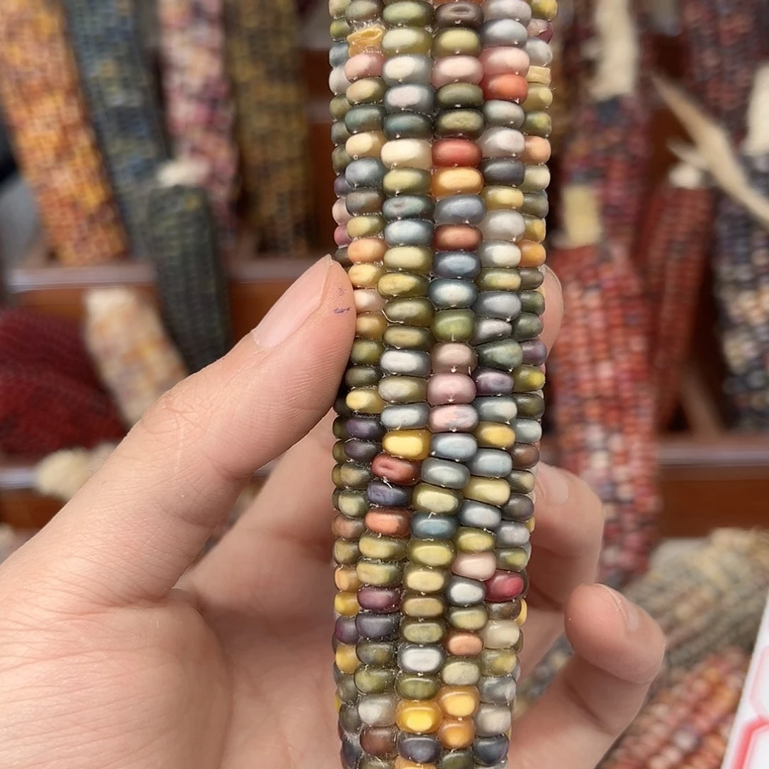 欢*~文玩玉米毛料精品