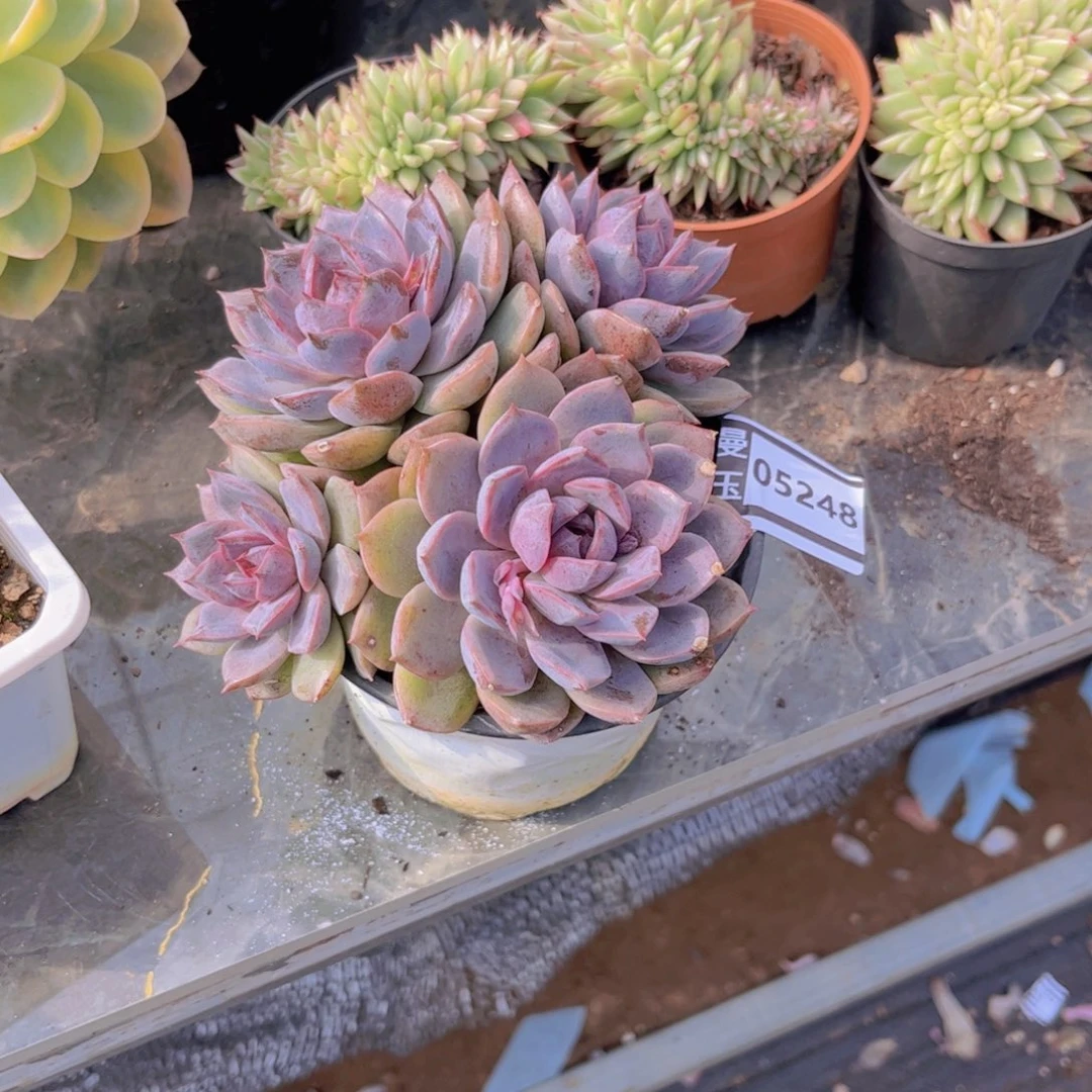 小***儿海蓝之谜多肉植物05248