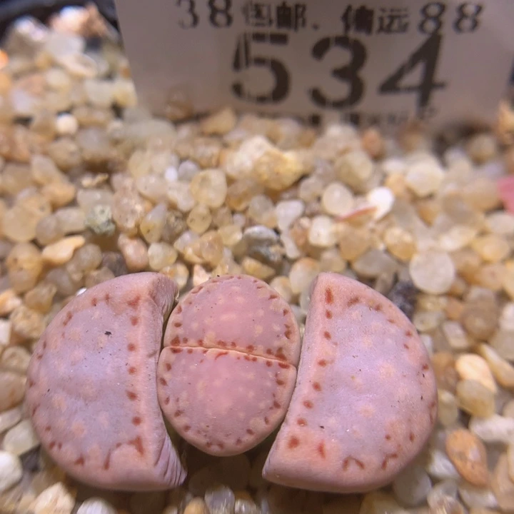 zzz精品生石花534