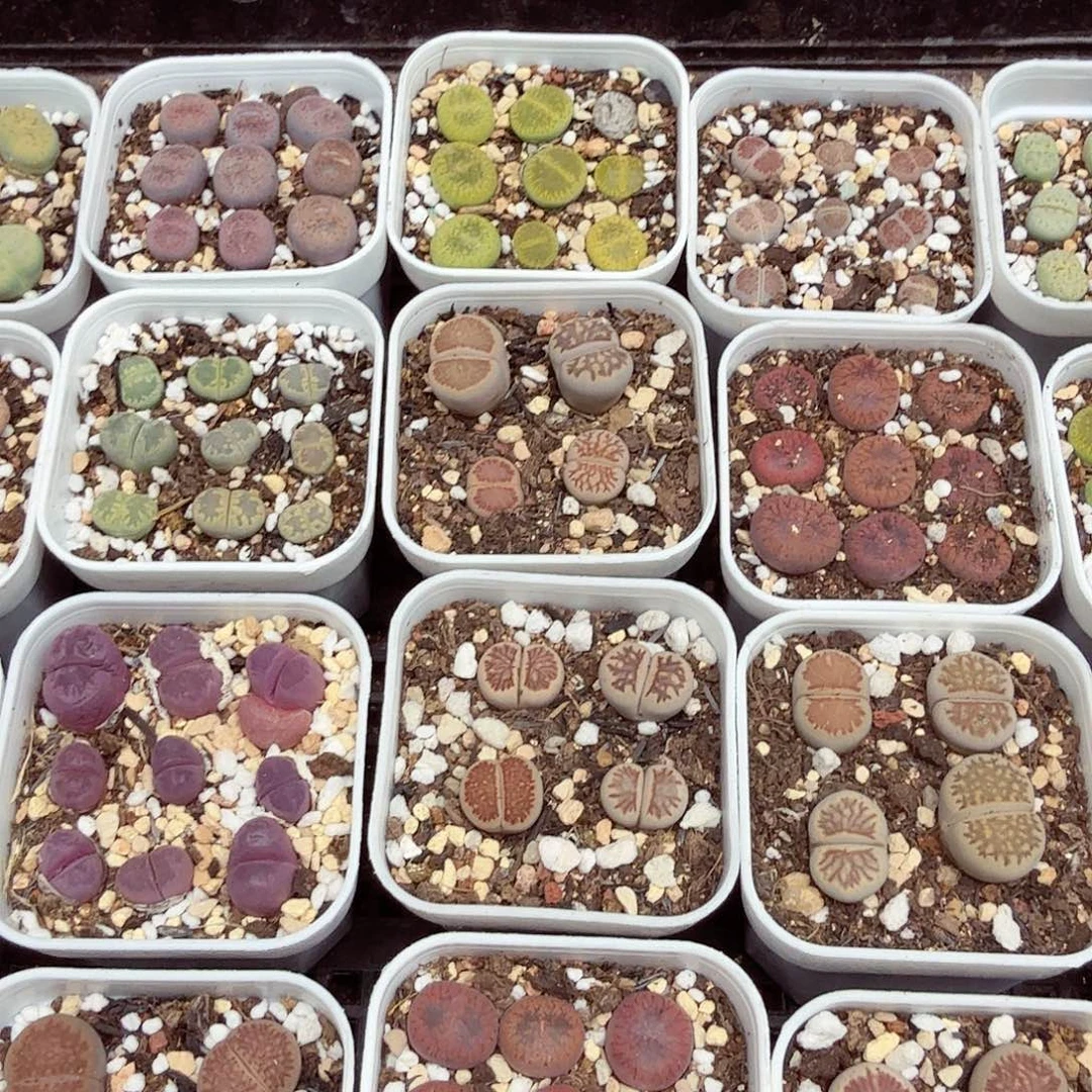 不用我送过去咯的咯323哈哈