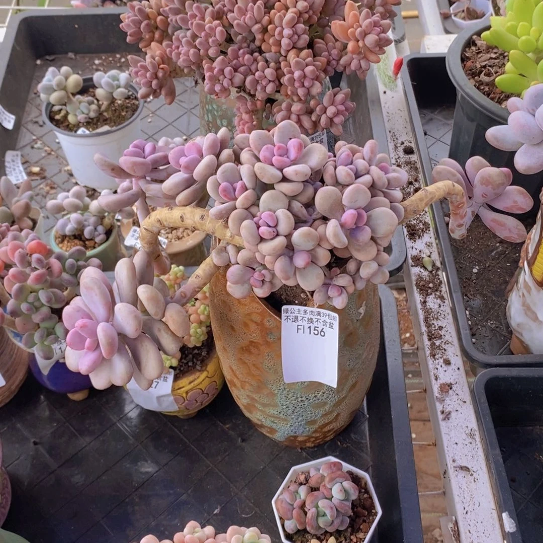 大桃蛋13cm156多肉植物