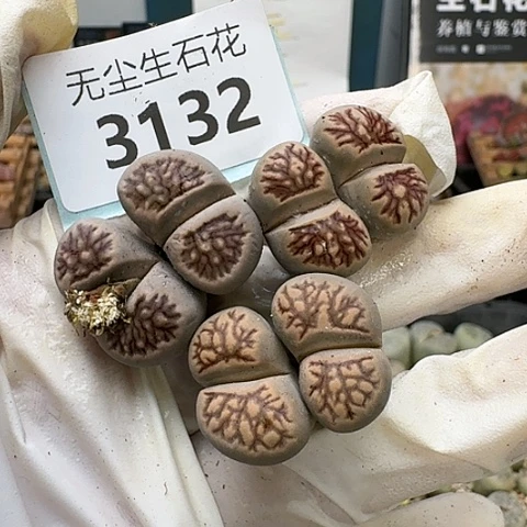 那**月3132菊纹章菊花纹双头脱土发货