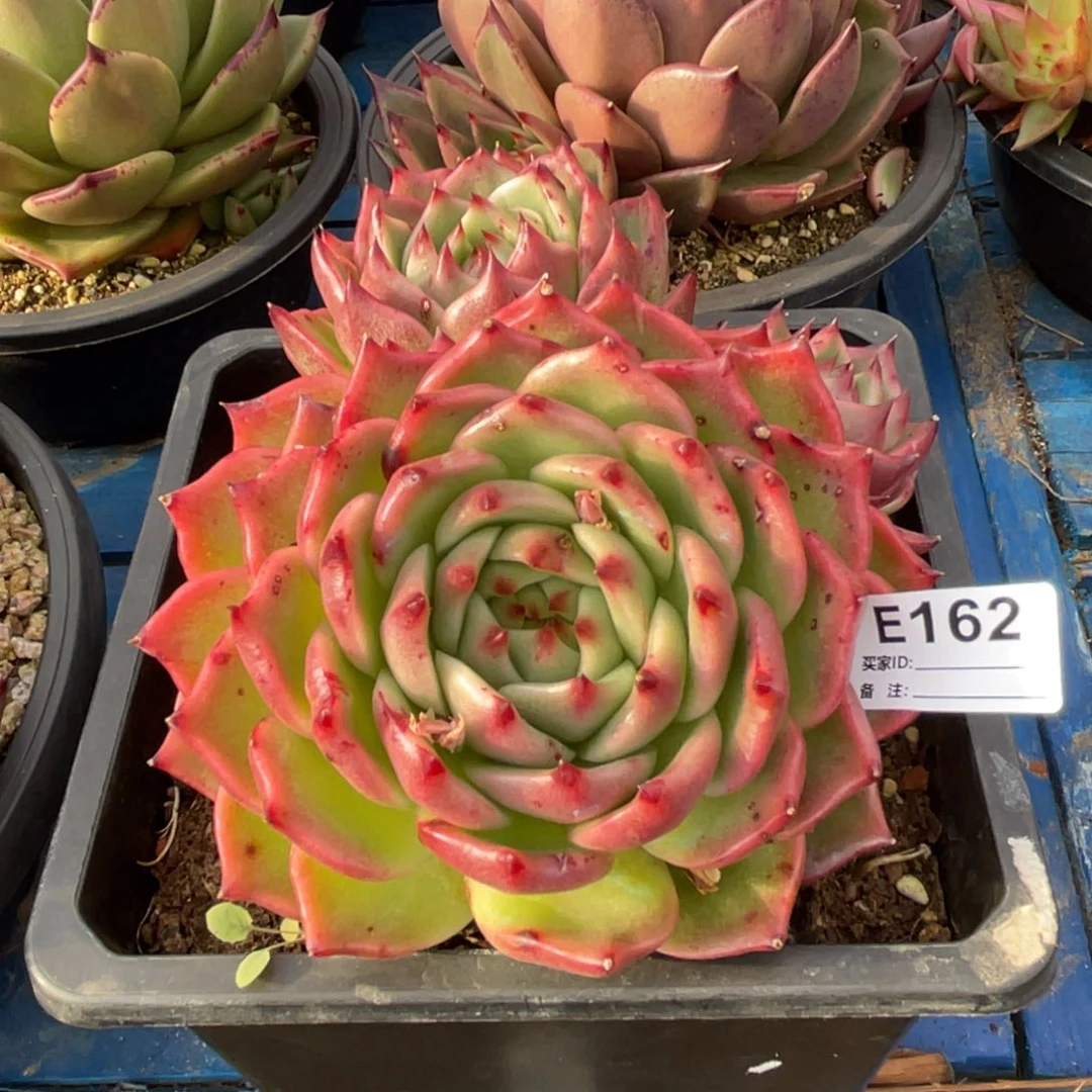 无花朵若如东云单拍E162