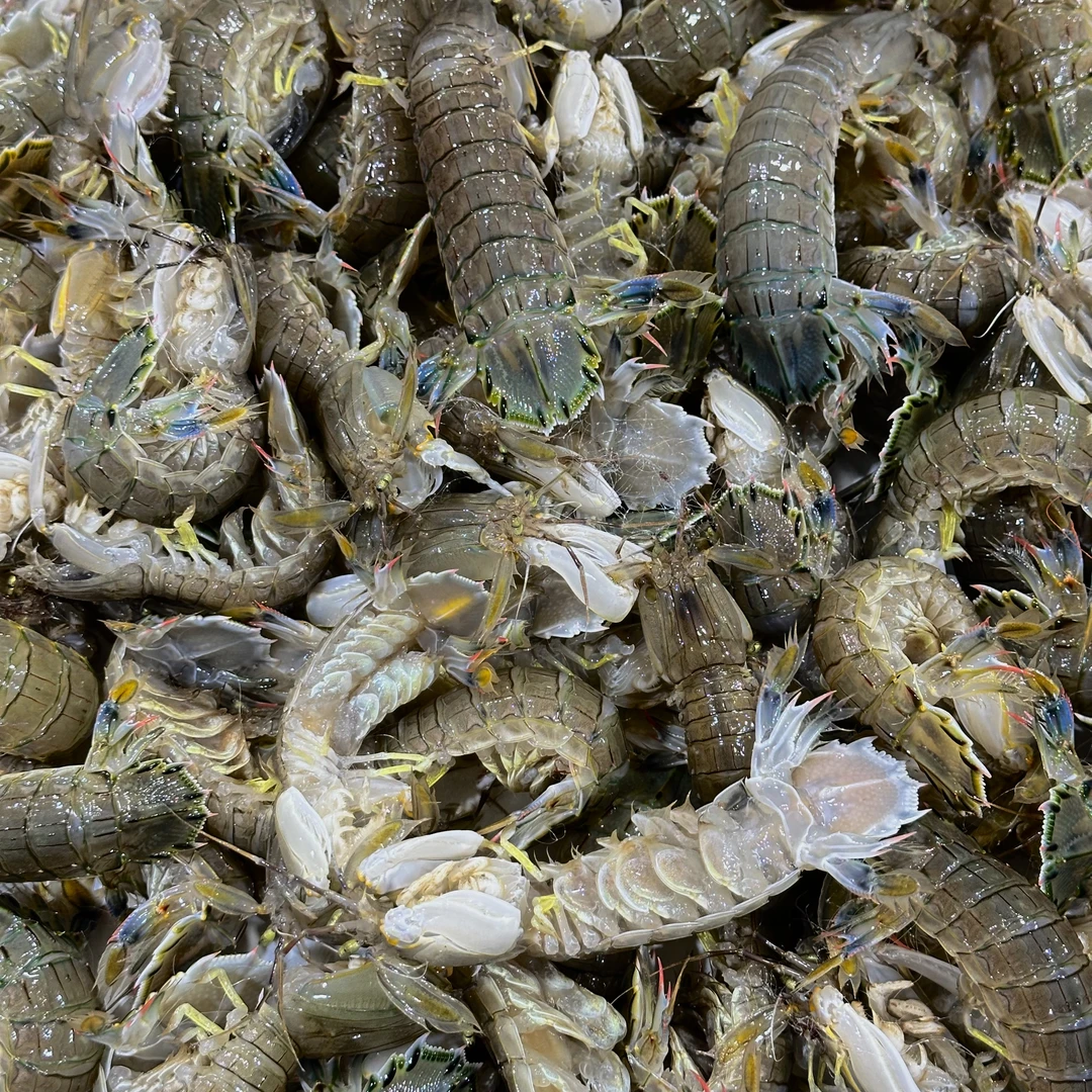 大连旅顺北海皮皮虾/虾爬，17条左右/斤/保肥保鲜不包活