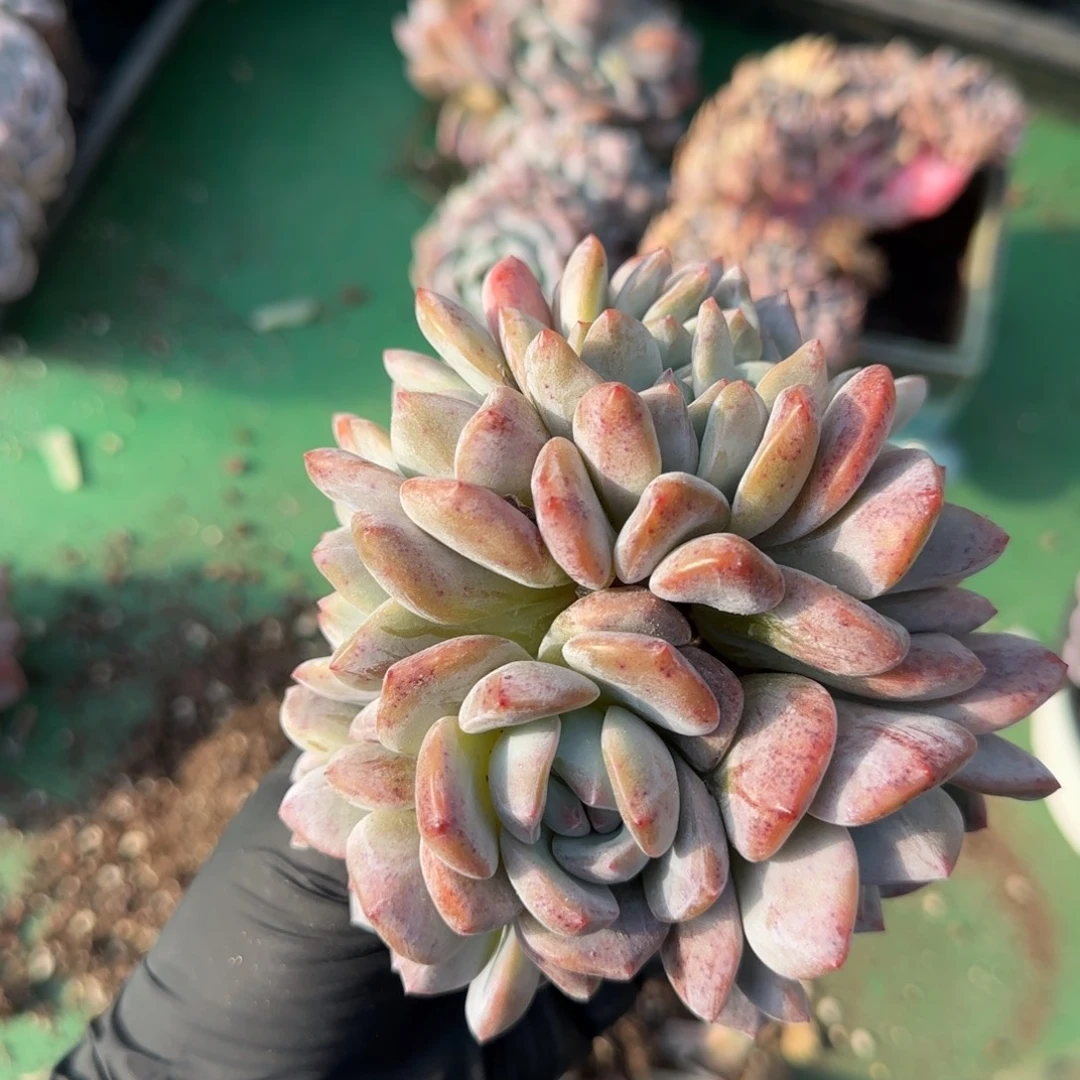 石榴紫6头加缀，实生。