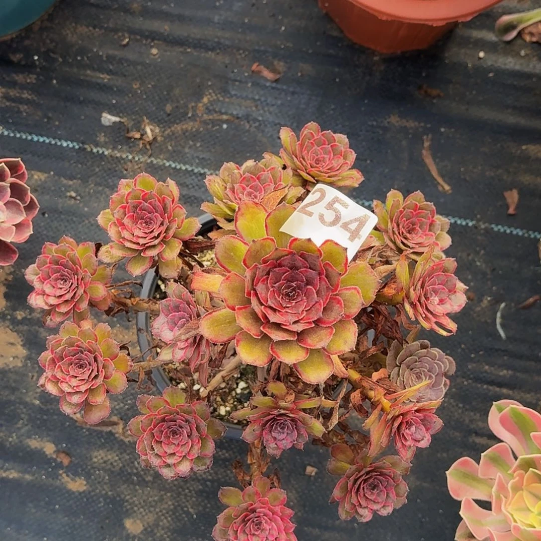 254紫霞法师多肉植物