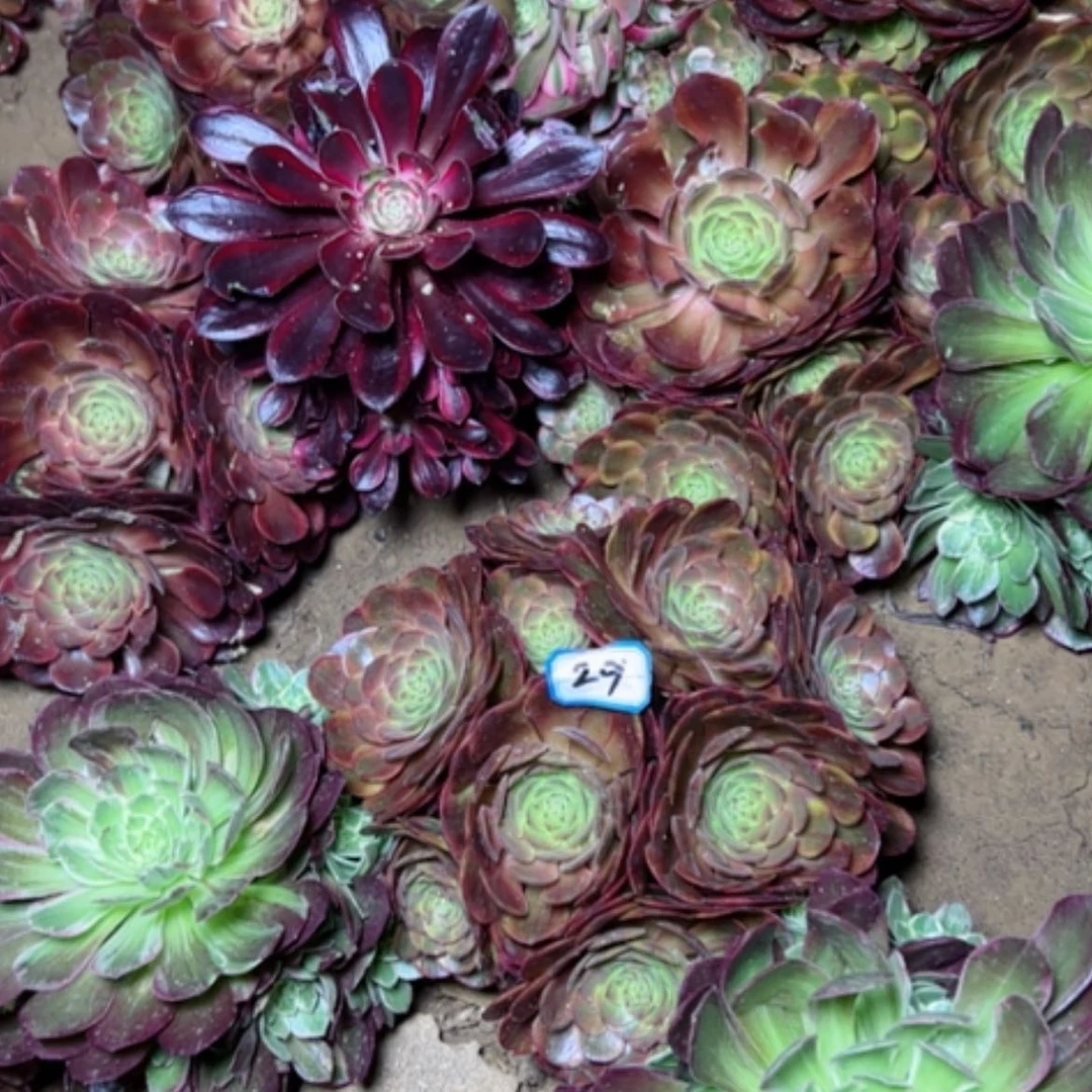 【闪购商品】多肉植物火狐29