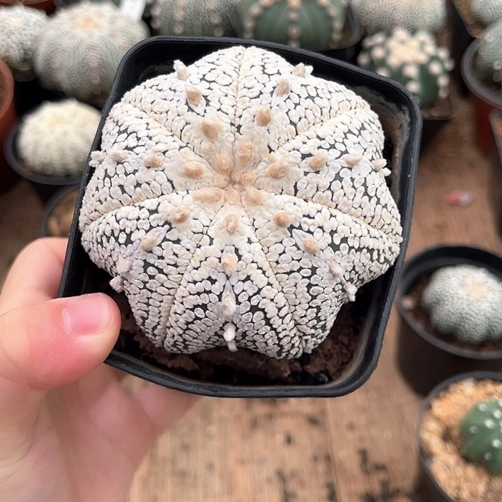 实生兜一物一拍7.5cm