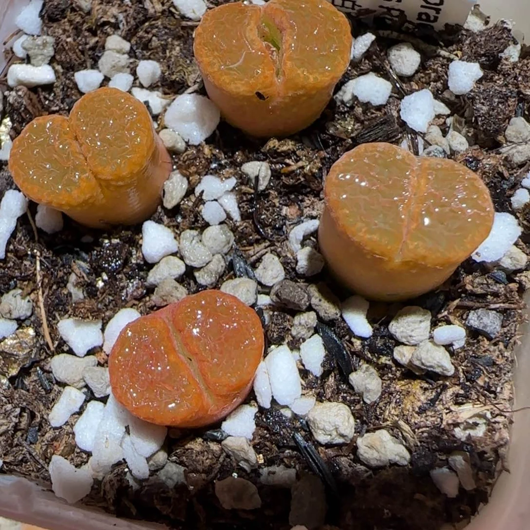 肉锥多肉植物百科7-帕法德一盆有疤827