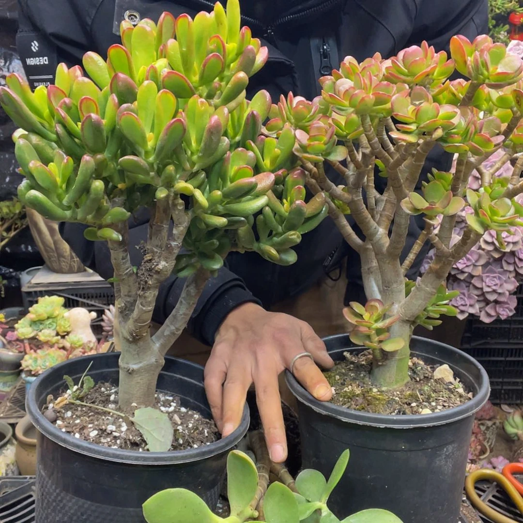 4163三颗树老桩一物一拍