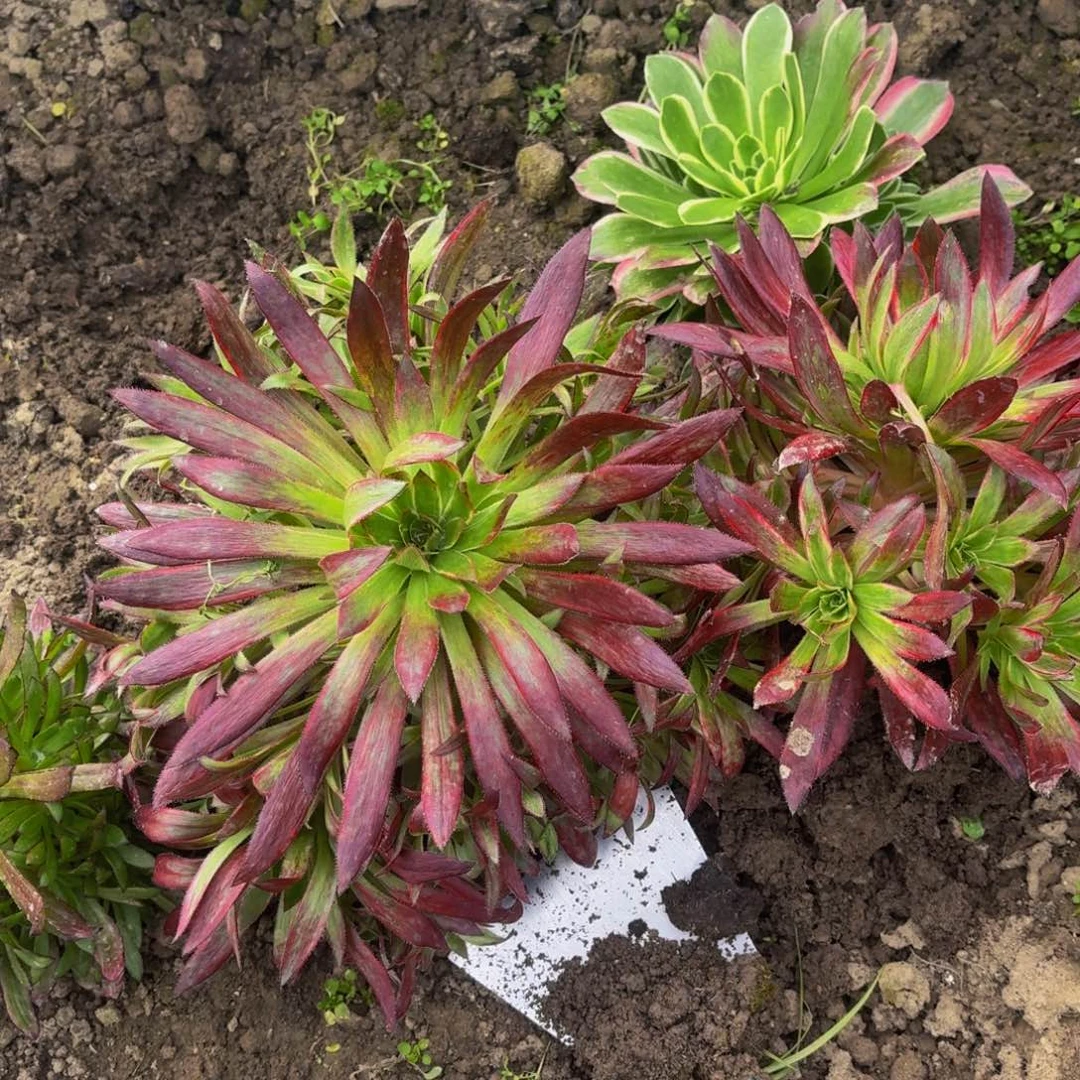 孔雀锦多肉植物捧花的