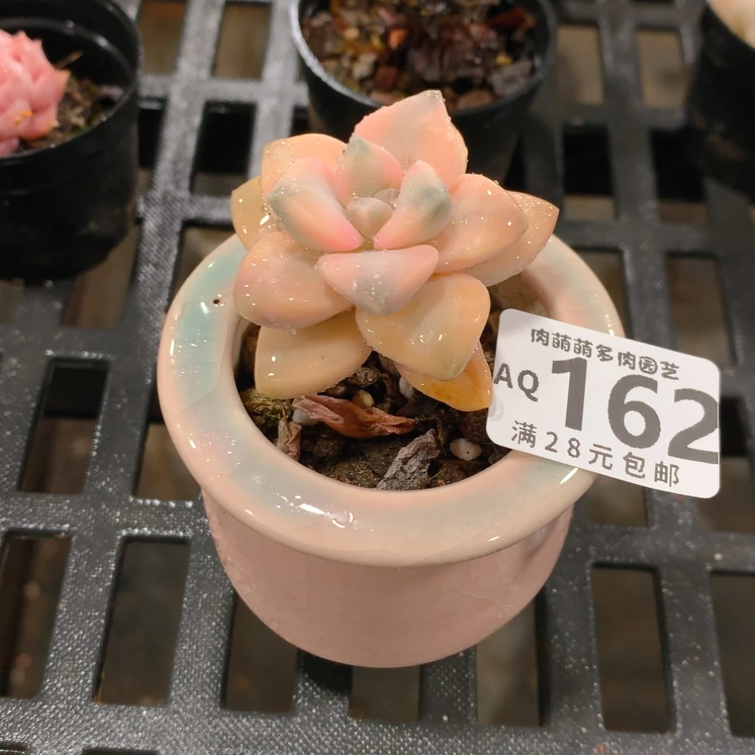 肉萌萌5cm拇指盆多肉AQ162