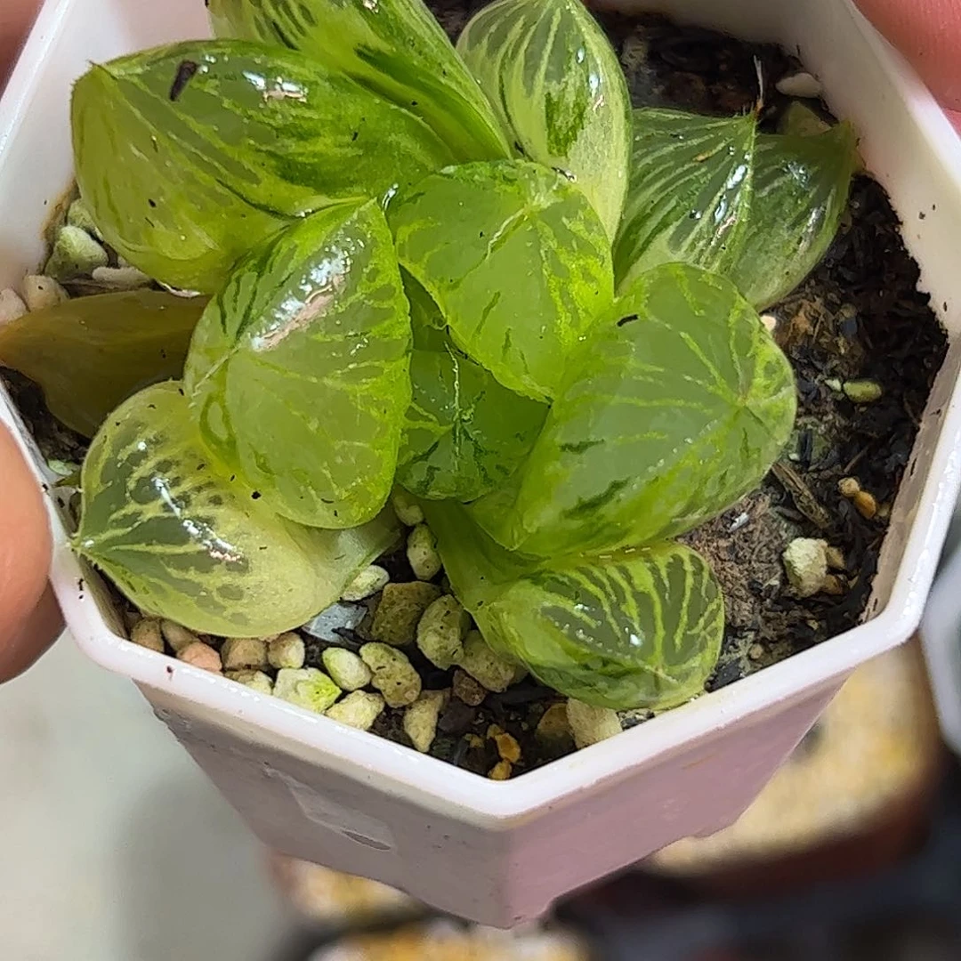 三鲜寿锦十二卷多肉植物
