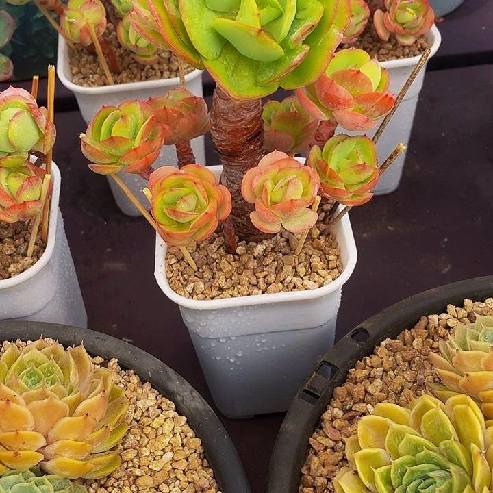流***林寄养多肉植物碧桃