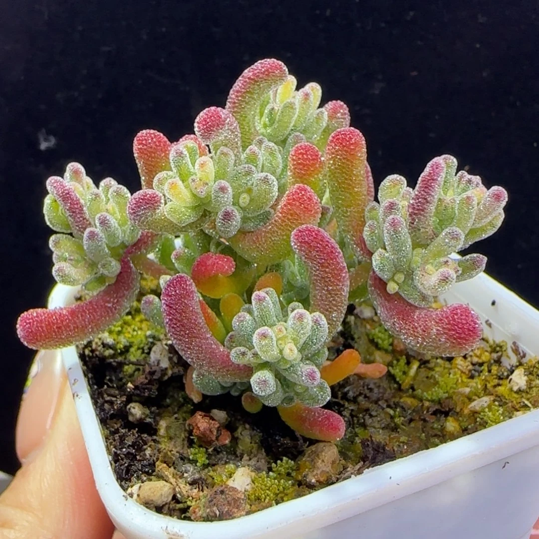 dy1352冰晶锦一物一拍