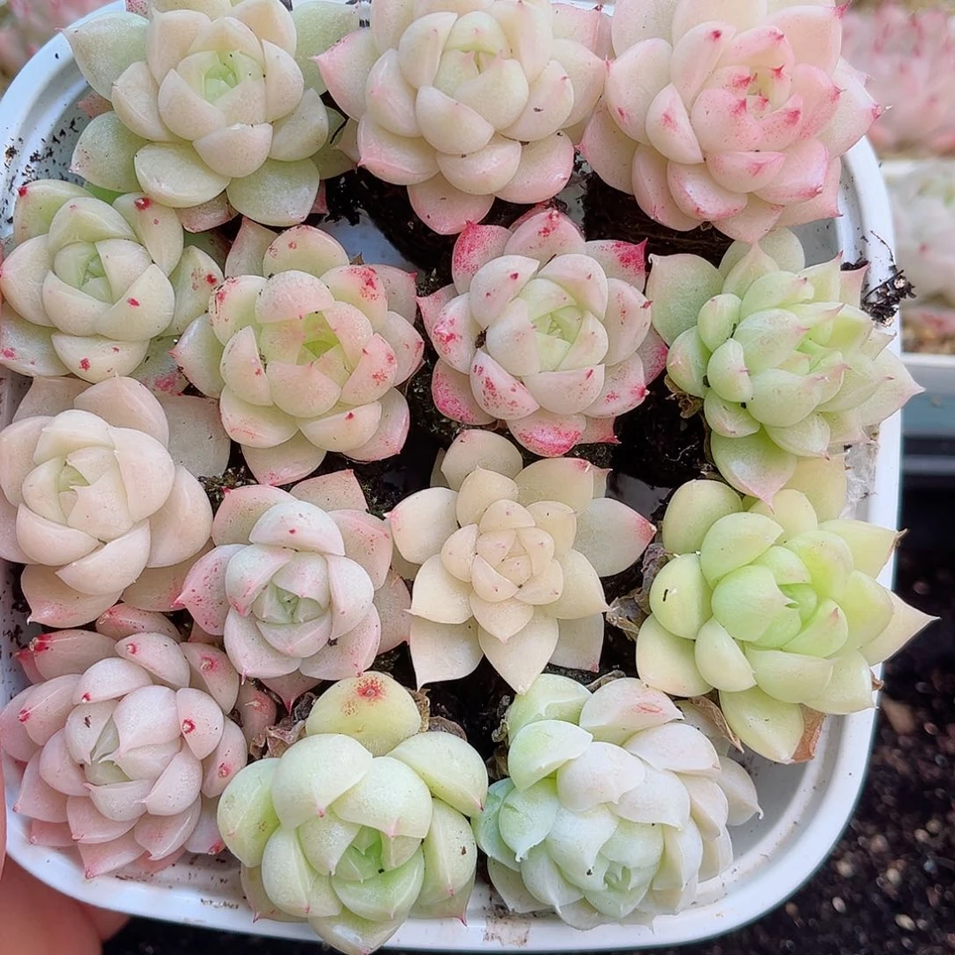 不****家1-814 新疆西藏内蒙不发2.8包邮2-3公分